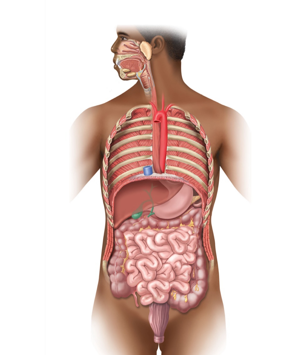<p>what are some organs of the digestive system?</p>