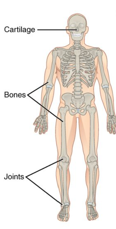 <p>Skeletal System</p>