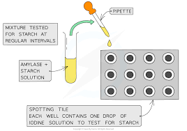 <ol><li><p>Put a drop of iodine into every well of a spotting tile</p></li><li><p>Place the Bunsen burner on a heat proof mat, and a tripod and gauze over the Bunsen burner. Heat a beaker of water until its 35 degrees. Try to keep the temperature constant throughout the experiment</p></li><li><p>Use a syringe to add 1cm3 of amylase solution and 1cm3 of a buffer solution with a pH of 5 to the boiling tube. Use test tube holders. Put the test tube in a beaker of water and wait for 5 minutes.</p></li><li><p>Next use a different syringe and add 5cm3 of a starch solution to be boiling tube.</p></li><li><p>Immediately mix the contents of the boiling tube and start a stopwatch</p></li><li><p>Use continuous sampling to record how long it takes for amylase to break down all the starch. To do this take a fresh sample from the boiling tube every 30 seconds and put a drop into the well. When the iodine solution no longer changes colour no starch is present.</p></li><li><p>Repeat the experiment with buffer solutions with different pH levels to see how pH affects the time taken for starch to break down</p></li></ol><p></p>