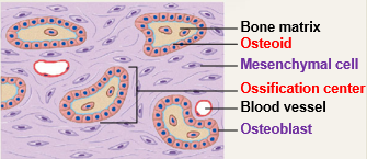 <p>The following occurs during the (?) stage of intramembranous ossification.</p><ul><li><p>Mesenchymal cells cluster together and differentiate into osteoblasts</p></li><li><p>Osteoblasts cluster to form ossification center</p></li><li><p>In ossification centers, osteoblasts secrete osteoid</p></li><li><p>Osteoid becomes mineralized with calcium salts forming bone matrix</p></li></ul>