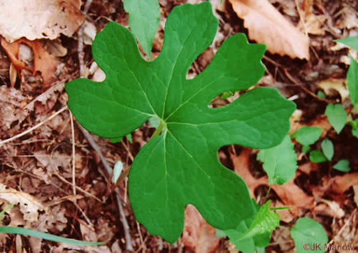 <p>palmate indentation about halfway to the tip of the petiole</p>