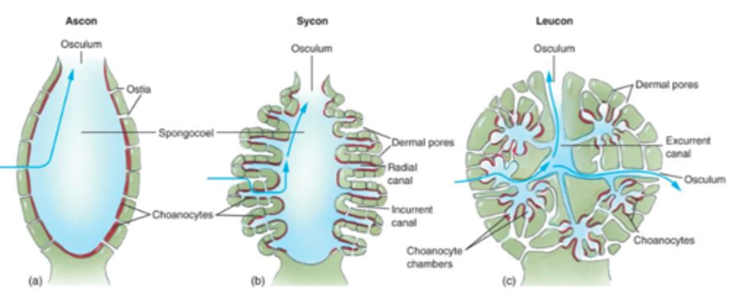 <p>asconoid, syconoid, leuconoid</p>