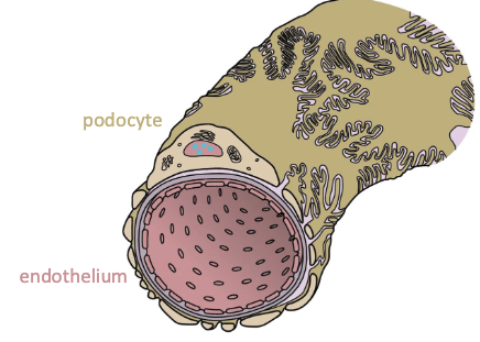 <p>podocyte</p>