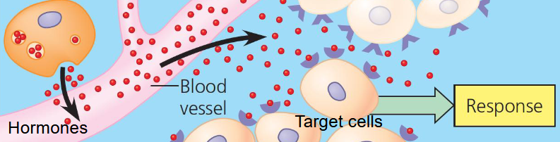 <ol><li><p>Produce ligands called hormones</p></li><li><p>Hormones travel through bloodstream to target cells </p></li><li><p>Slower but a long-lasting effect</p></li></ol><p></p>