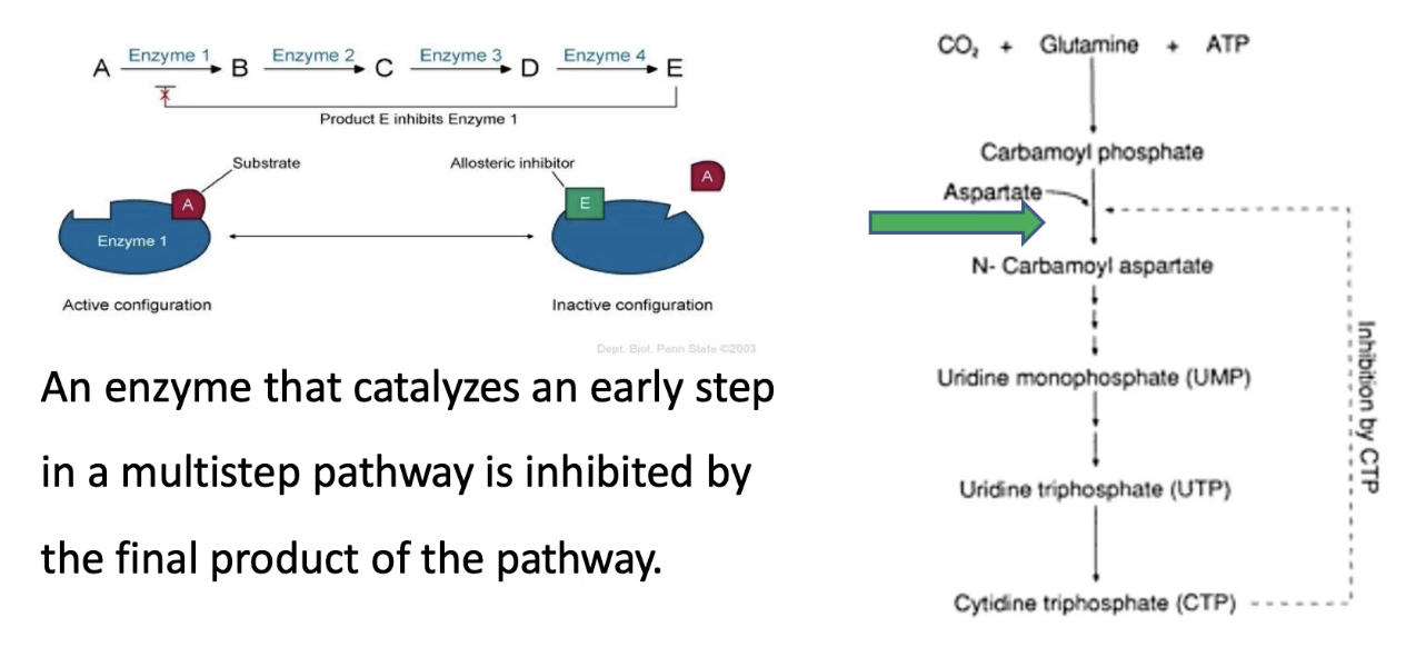 <ul><li><p class="">Prevents unnecessary synthesis of end-products</p></li><li><p class=""><strong>Example:</strong> In a 5-step pathway A → E:</p><ul><li><p class="">End product E binds to enzyme 1 → inhibits its activity</p></li><li><p class="">Stops the pathway if E is abundant → saves energy/resources</p></li></ul></li><li><p class=""><strong>Real example:</strong></p><ul><li><p class="">CTP synthesis pathway</p></li><li><p class=""><strong>ATCase</strong> catalyzes step 2</p></li><li><p class=""><strong>CTP (end product)</strong> is a negative modulator and binds ATCase → inhibits it</p></li><li><p class="">Prevents overproduction of CTP</p></li></ul></li><li><p class="">CTP helps make DNA/RNA</p></li></ul><p></p>