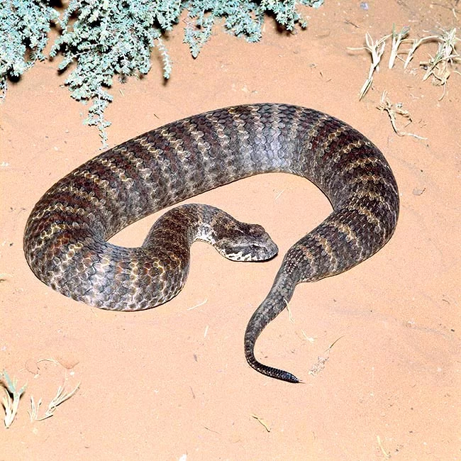<p>death adder</p>