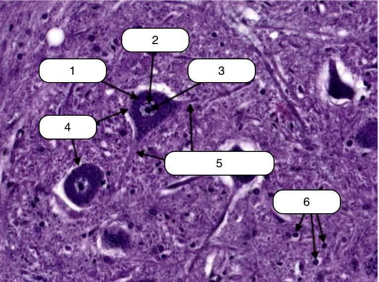 <p>Identify the structure labeled #4</p>
