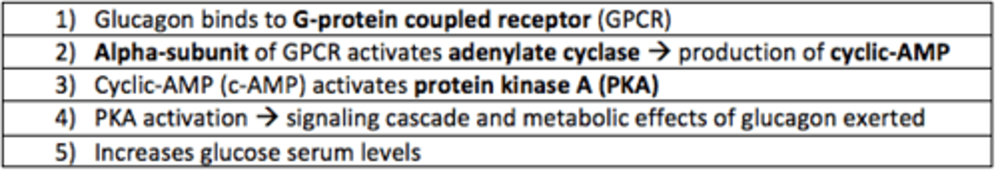 <p>The alpha-subunit of GPCR (glucagon receptor) activates adenylate cyclase which prompts the production of cyclic-AMP </p>