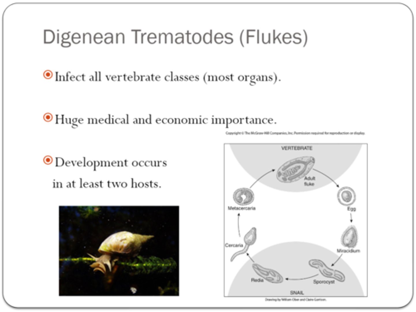 <p>eggs in water--&gt; Miracidium--&gt; gets into intermediate host--&gt; Sporocyst forms in intermediate host--&gt; Rediae --&gt; Cercariae --&gt; Metacercaria --&gt; adult</p>