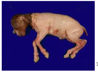 <p>what coccidia causes this?</p>