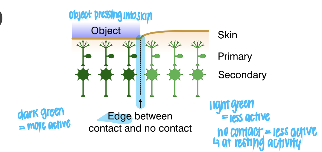 <p>lateral inhibition: cells can inhibit their neighbours or they can inhibit the cells their neighbours excite ex (an object poking the skin would have an edge between contact and no contact)</p>