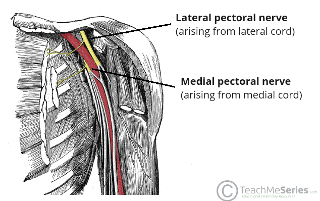 <p>Pectoralis Major Innervation</p>