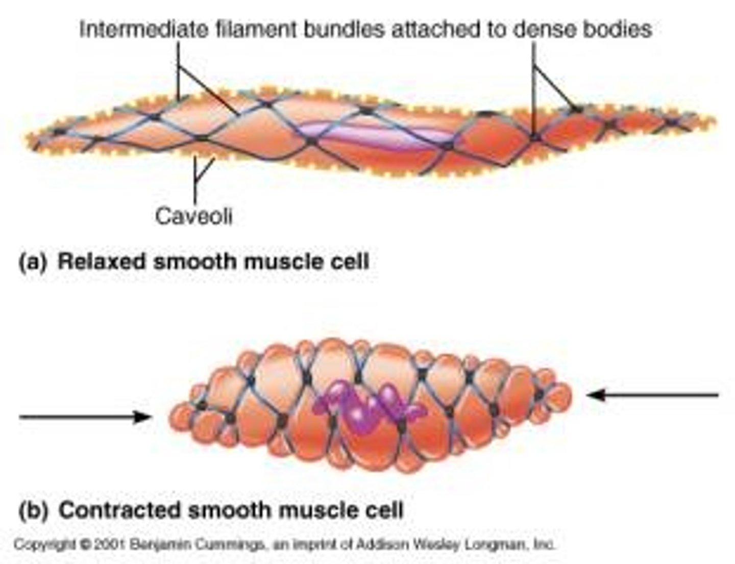 <p>- intermediate filaments anchor actin and myosin</p><p>- a contraction involves myosin and actin fibers moving against one another</p>