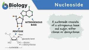 <p>Nucleoside</p>