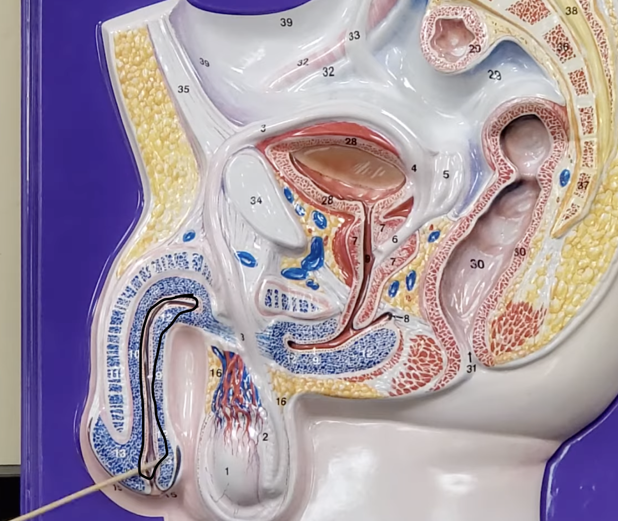 <p>tube that runs through the actual penis</p>