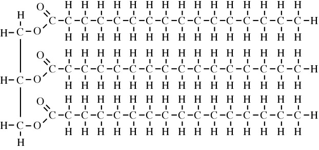 <p>Fat for energy storage.</p>