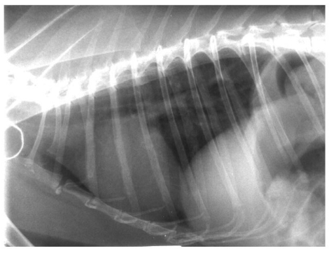 <p>What species is this radiograph from and what is important to recognise about it?</p>