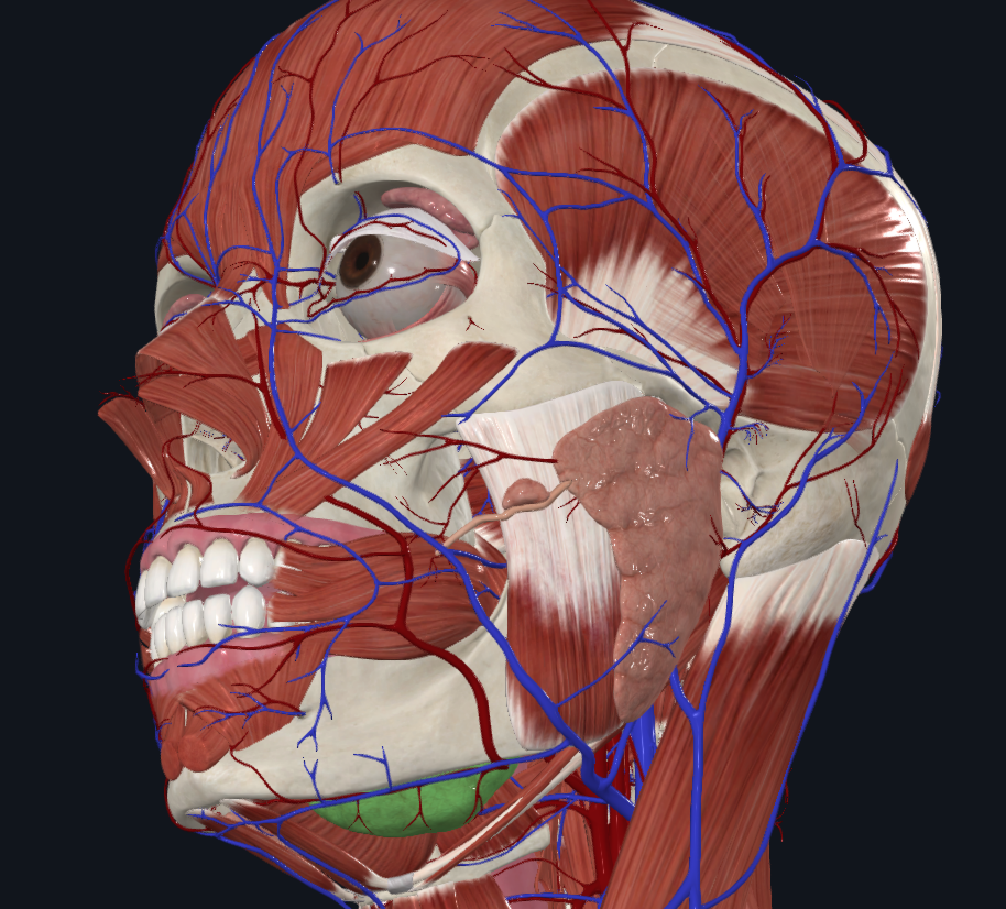 <p>What is highlighted in green</p>