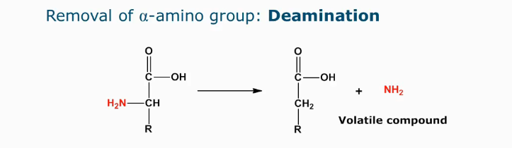 <ul><li><p>Indicator of microbial spoilage as volatile compounds are formed (aroma and off-flavors)</p></li><li><p>Side group needs to have an OH on the beta carbon atom (if its enzymatic, de-amination is possible for all amino acids)</p></li></ul><p></p>