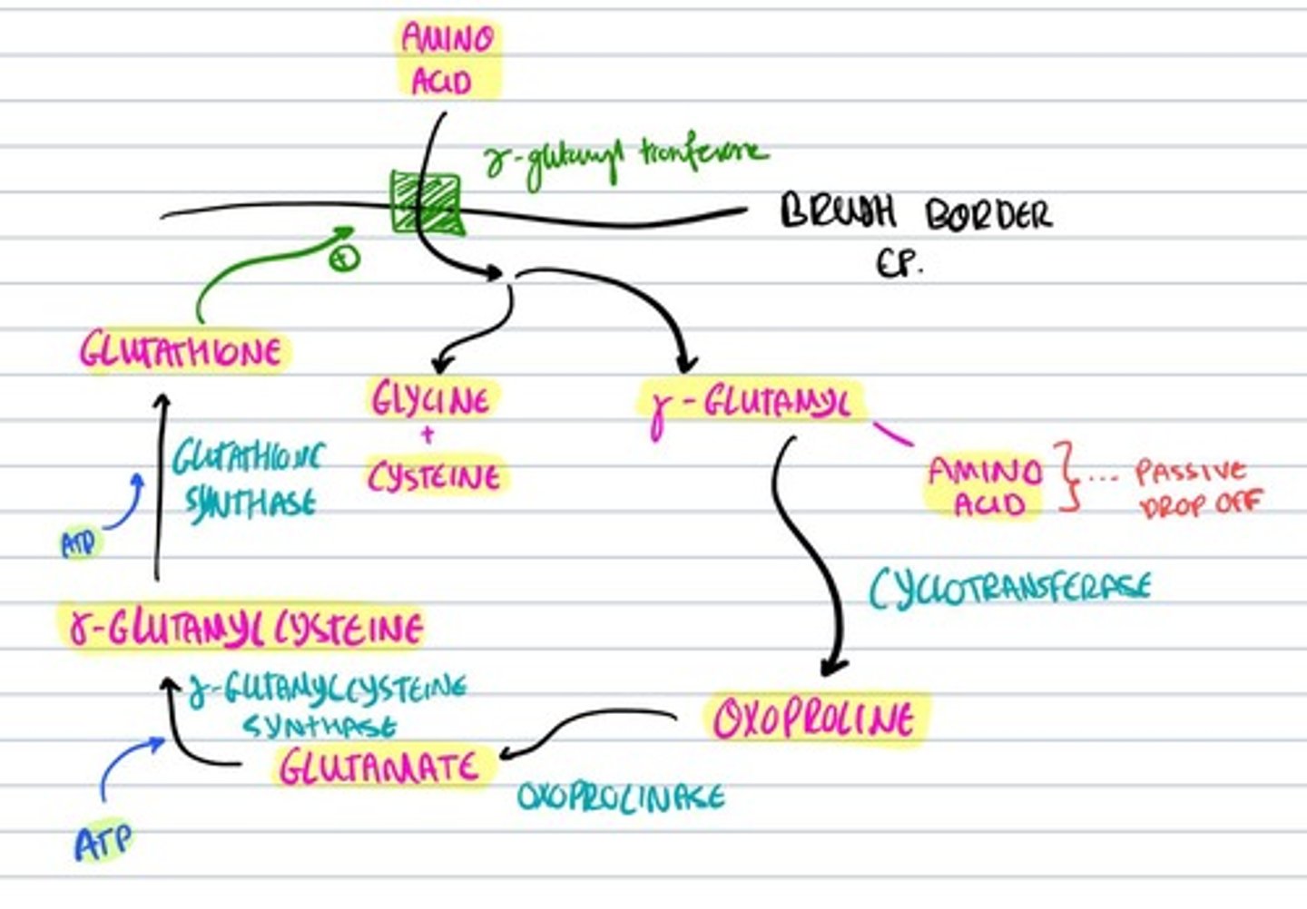 knowt flashcard image