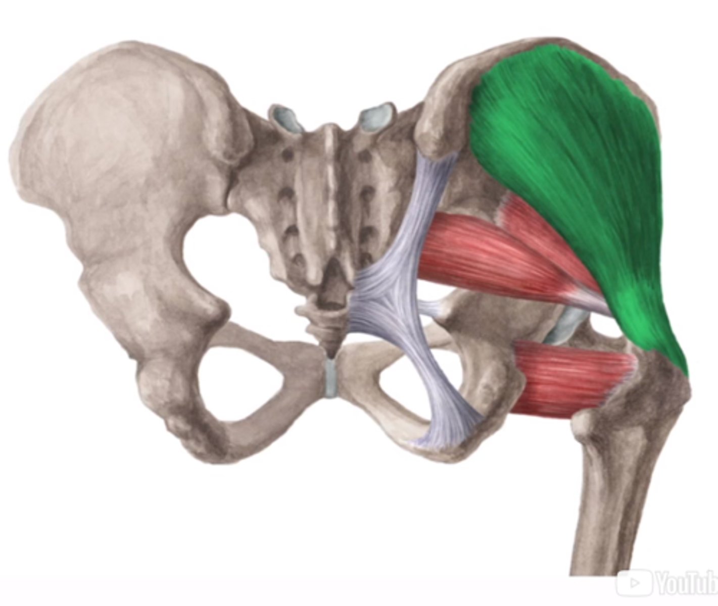 <p>O: dorsaal op ala ossis ilii tussen</p><p>crista en linea glutealis anterior/posterior</p><p>I: top trochanter major, met bursa</p><p>W:</p><p>open keten: abductie dij- anteflexie of retroflexie (resp.</p><p>ventrale of dorsale vezels)- dorsale vezels: lichte exorotatie (helpen M. gluteus maximus)</p><p>gesloten keten: - heterolaterale zijde naar craniaal</p><p>- anteversie of retroversie (beide dijen gefixeerd - bilaterale contractie)</p><p>Inn: N. gluteus superior (L4, L5, S1)</p>