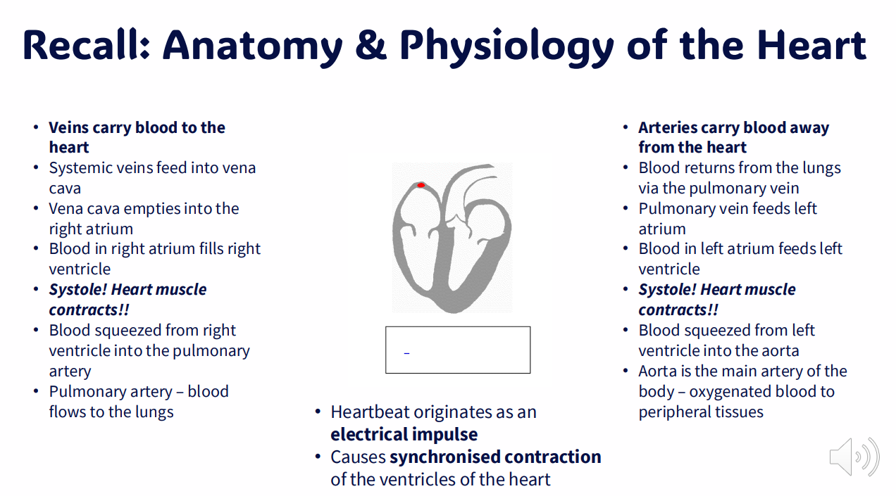 <p>Recall: Anatomy and Physiology of the Heart 2</p>