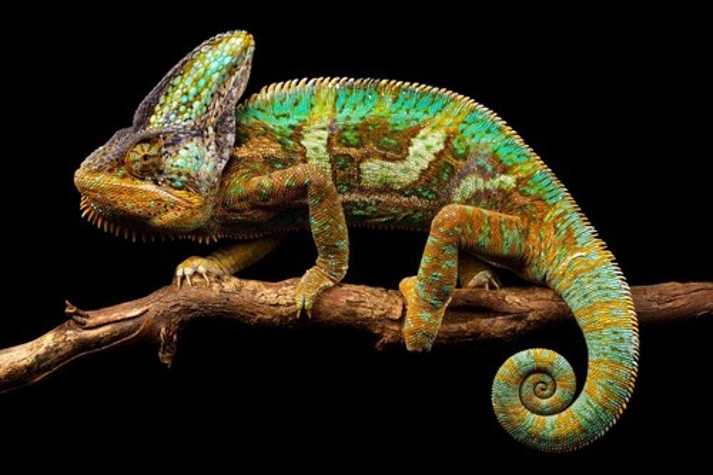 <p>CAMALEÃO</p>