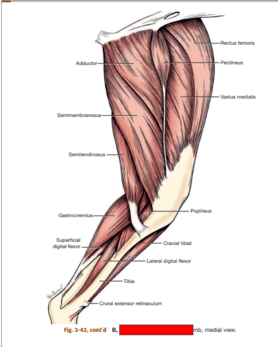 <p>Which pelvic limb is this? </p>