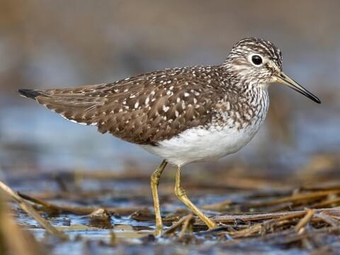 <p>Order:Charadriiformes Family:Scolopacidae</p>