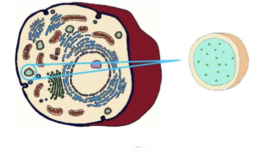 What are Ribosomes