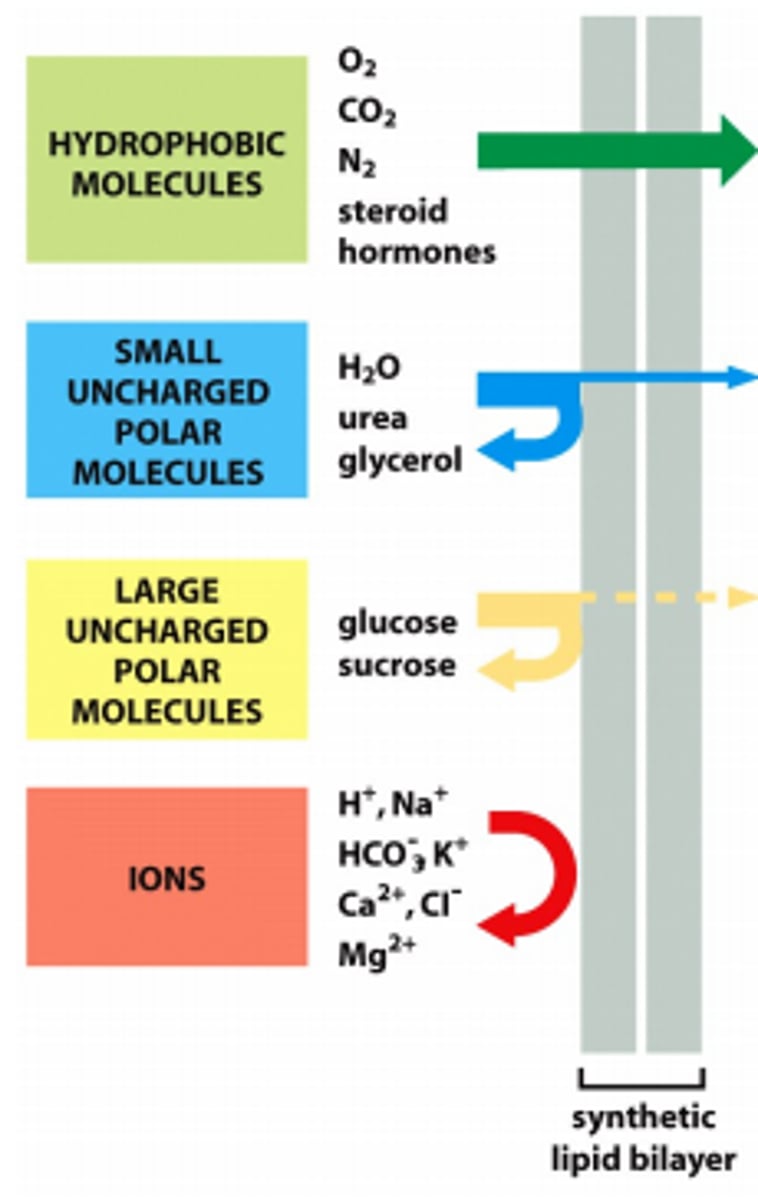 <p>Move slower or not all through membrane / possibly need a protein</p>