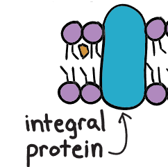 <ul><li><p>transports large molecules</p></li><li><p>acts as an enzyme</p></li><li><p>cell recognition</p></li><li><p>signal transduction</p></li><li><p>exists for both the inside and outside of cell</p></li></ul>