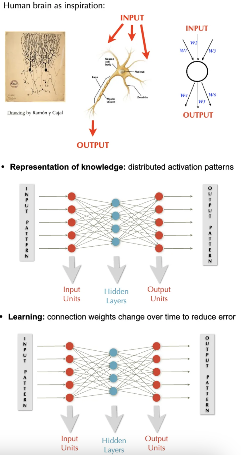 <ul><li><p>human brain as inspiration → neuron (nucleus, input-output signal channels)</p></li><li><p>strength of neural network models → combing different elements</p></li><li><p>representation of knowledge: distributed activation patterns</p></li><li><p>input pattern → hidden layers → output pattern (behavior)</p><ul><li><p>how is symbol “apple” changed into distributed on computational model</p></li><li><p><strong>learning</strong> happens by connection weights changing over time to reduce error</p></li></ul></li></ul><p></p>