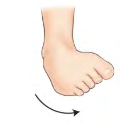 <p>Stress movement of ankle joint </p>
