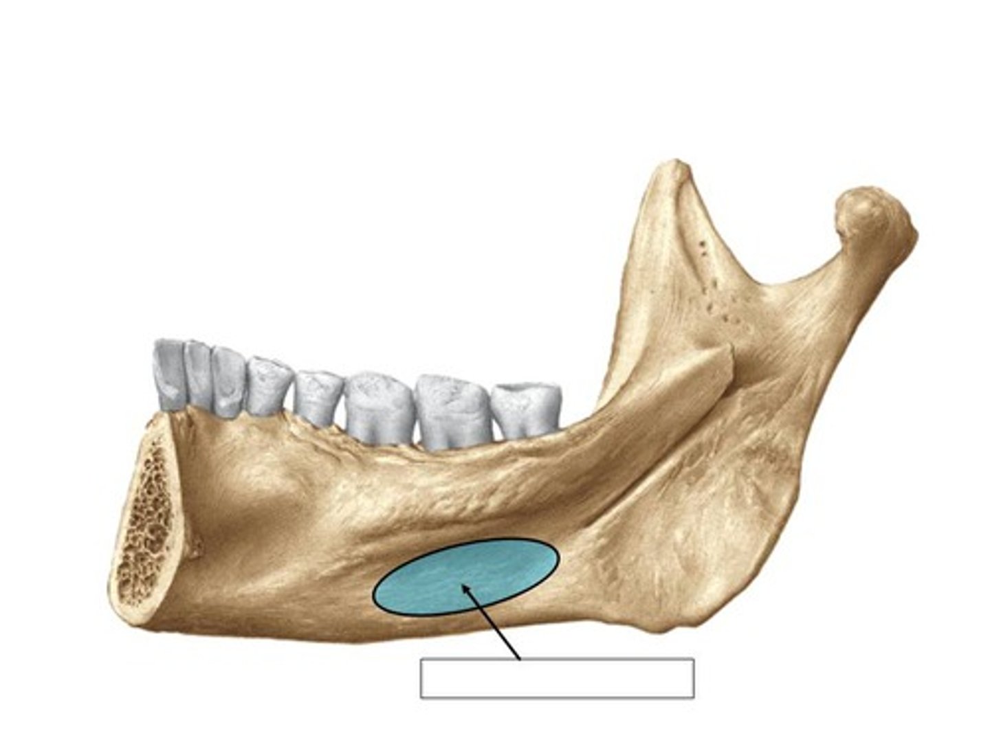 <p>hollow portion on medial corpus, inferior to mylohyloid line in premolar region</p>