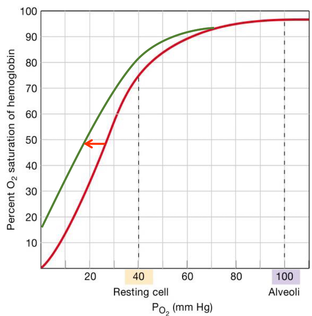 <p>Hypothermia low t</p><p>Alkalosis low hydrogen</p><p>Hypocapnia low co2</p><p>Anaerobic metabolism no o2</p>