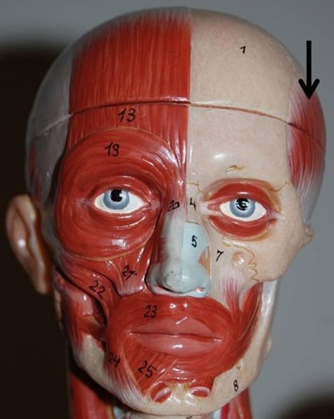 <p>Elevates and retracts mandible; assists in side to side movement of mandible</p>