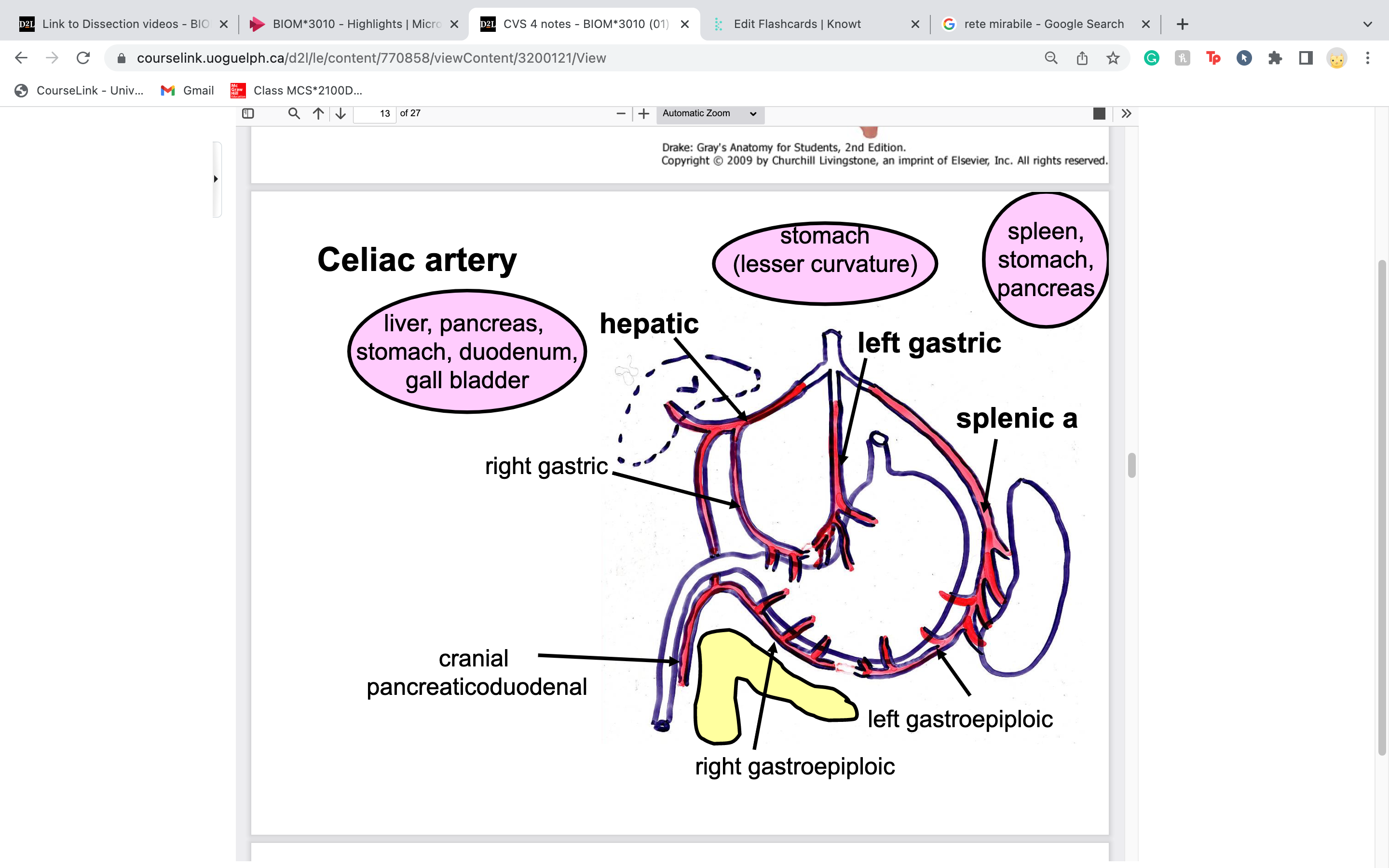 foregut
stomach, duodenum, liver, gall bladder, pancreas and spleen