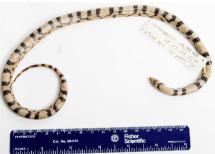 <p>Belly has no patterns</p>