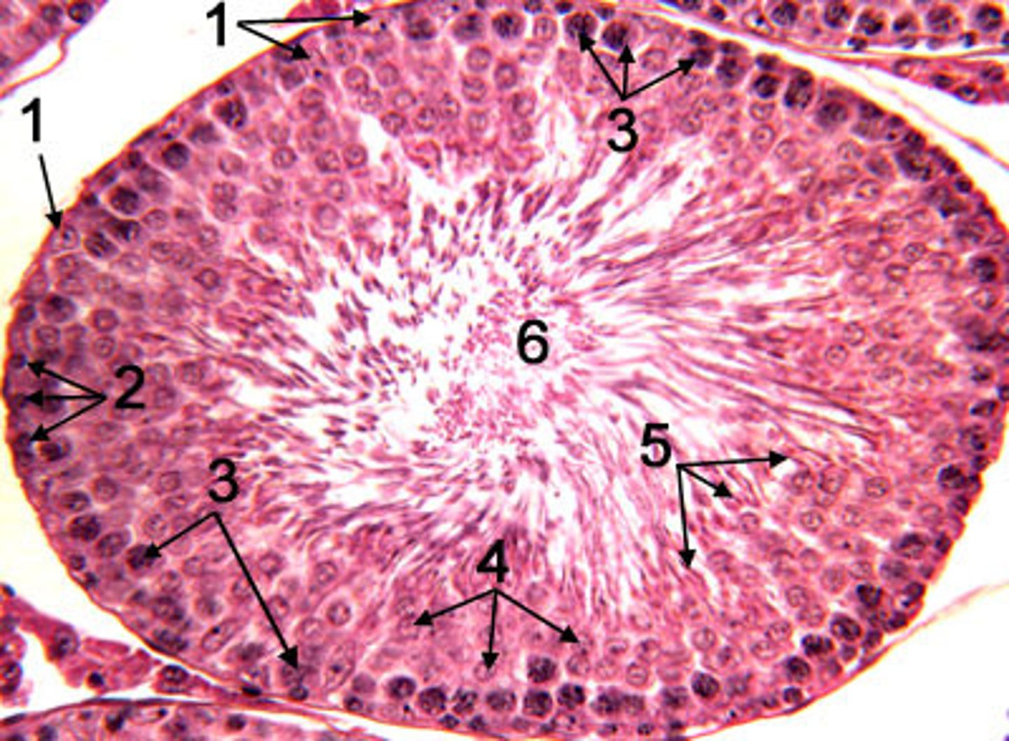 <p>space within a tubular part or organ, such as the space within the seminiferous tubules (6 on this diagram)</p>
