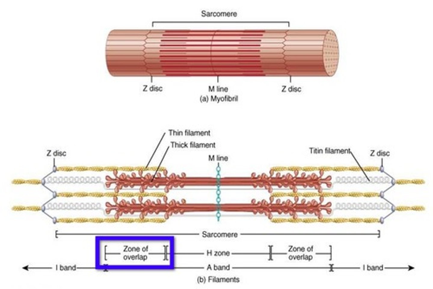 <p>Region where thick and thin filaments overlap to produce contraction</p>