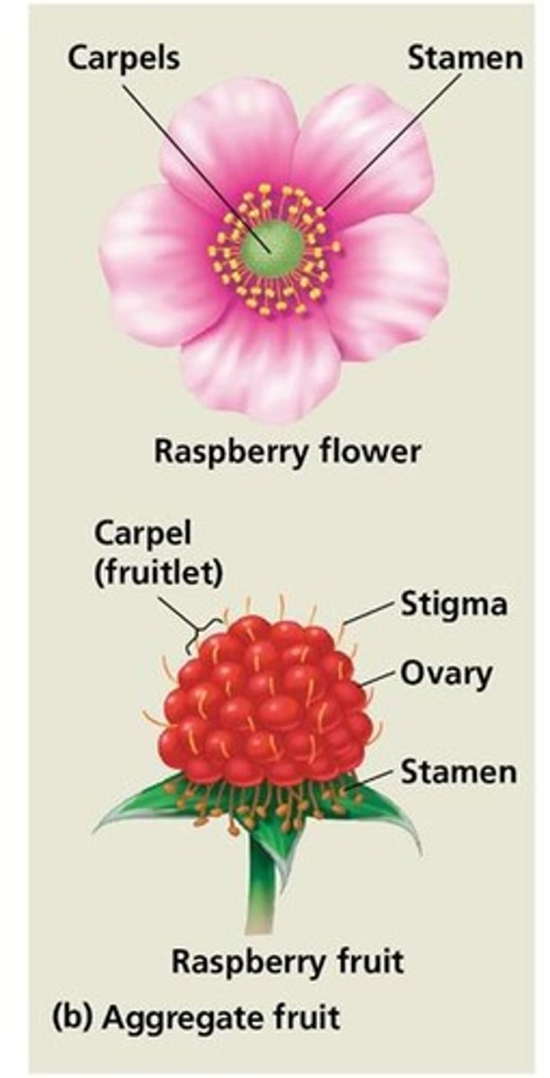 <p>An aggregate fruit develops from many separate carpels of one flower, such as raspberries and blackberries.</p>