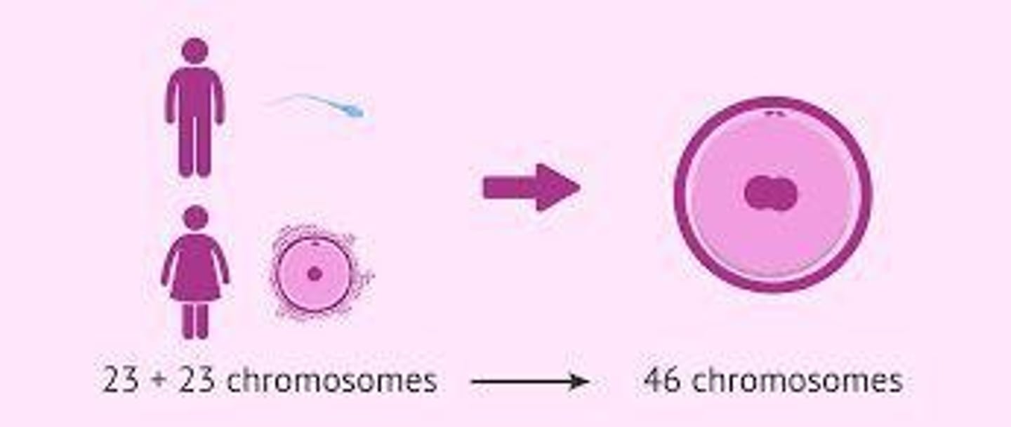 <p>Egg and sperm cells that contain half of the genetic information of an adult organism.</p>