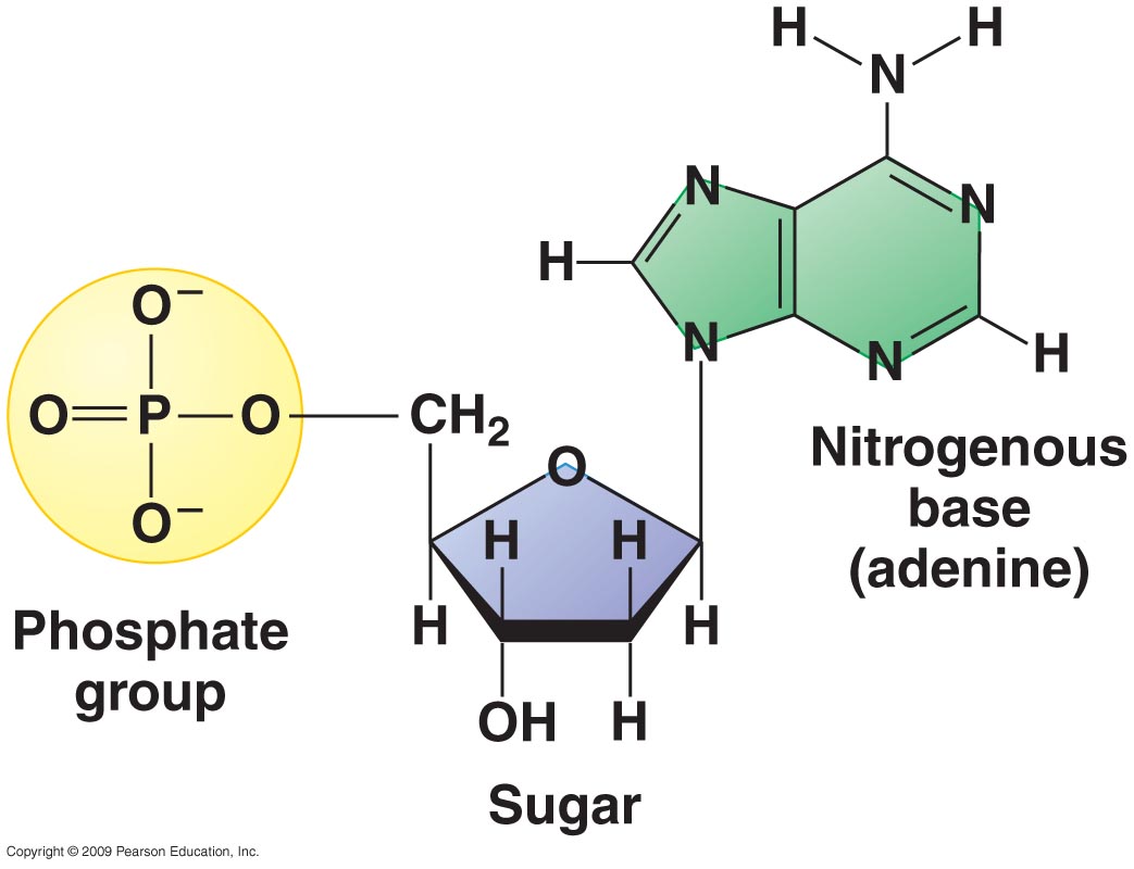 phosphate joined to a pentose sugar which is joined to a organic, nitrogen-containing base