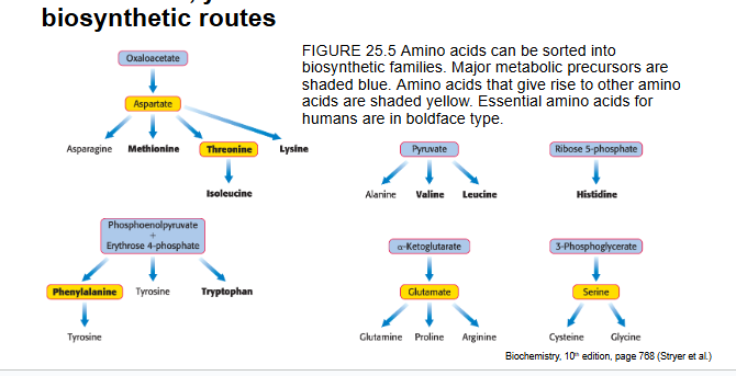 <p>the entire set of 20 AA yet humans have lost some of these biosynthetic routes</p><ul><li><p>AA can be sorted into biosynthetic families</p></li><li><p>major metabolic precursors = blue</p></li><li><p>AA that give rise to other AA are in yellow</p></li><li><p>essential AA are in bold</p></li></ul><p></p>