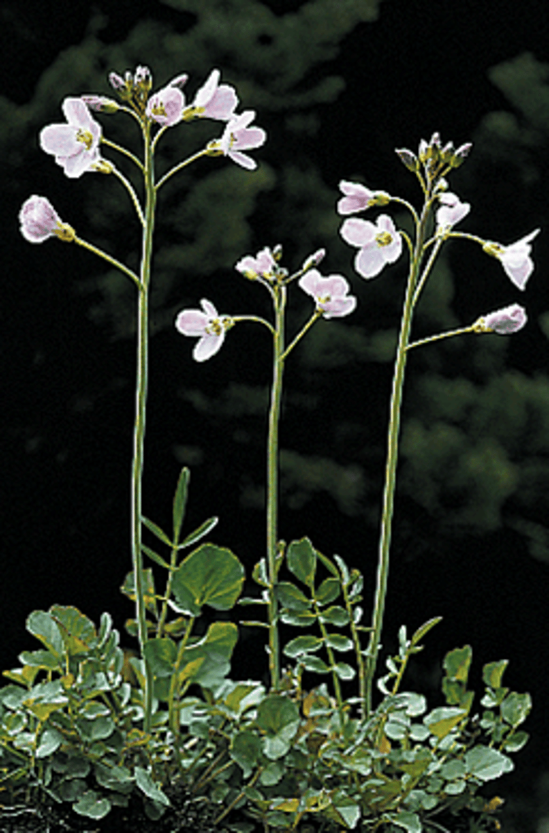 <p>Pinksterbloem</p>