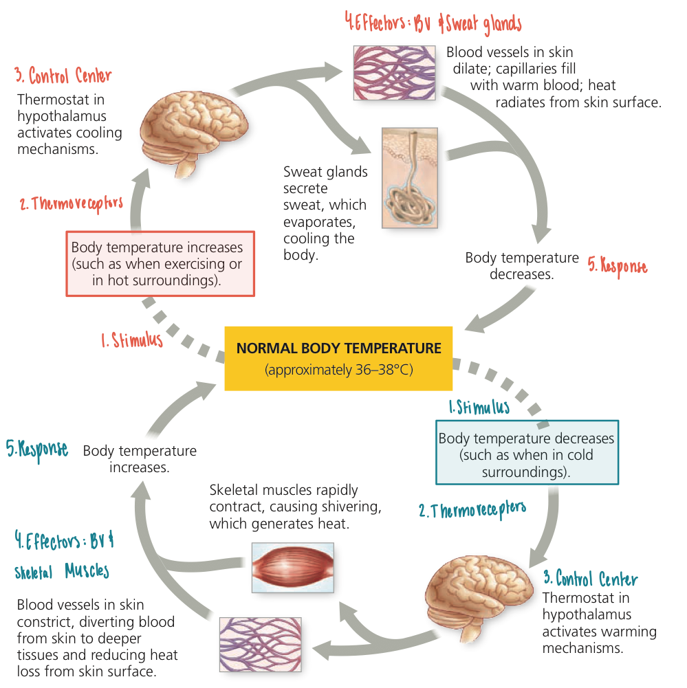 <ul><li><p><strong>Negative Feedback Loop</strong></p><ul><li><p>mechanism that reverses the deviation from the set point</p></li><li><p>response is the <strong>opposite</strong> of the stimulus</p></li><li><p>maintains body parameters within their normal range</p></li></ul></li><li><p><strong>Body Temperature Regulation</strong></p><ol><li><p><strong>Stimulus</strong>: changes in body temp</p></li><li><p><strong>Receptor</strong>: thermoreceptors &amp; sensory nerves</p></li><li><p><strong>Control Center</strong>: hypothalamus</p></li><li><p><strong>Effector</strong>:</p><ol><li><p>Sweat glands: secrete sweat to cool down body temp</p></li><li><p>Skeletal muscles: break down ATP to generate heat/energy</p></li></ol></li><li><p><strong>Response</strong>: lower body temp/increase body temp</p></li></ol></li></ul><p></p>