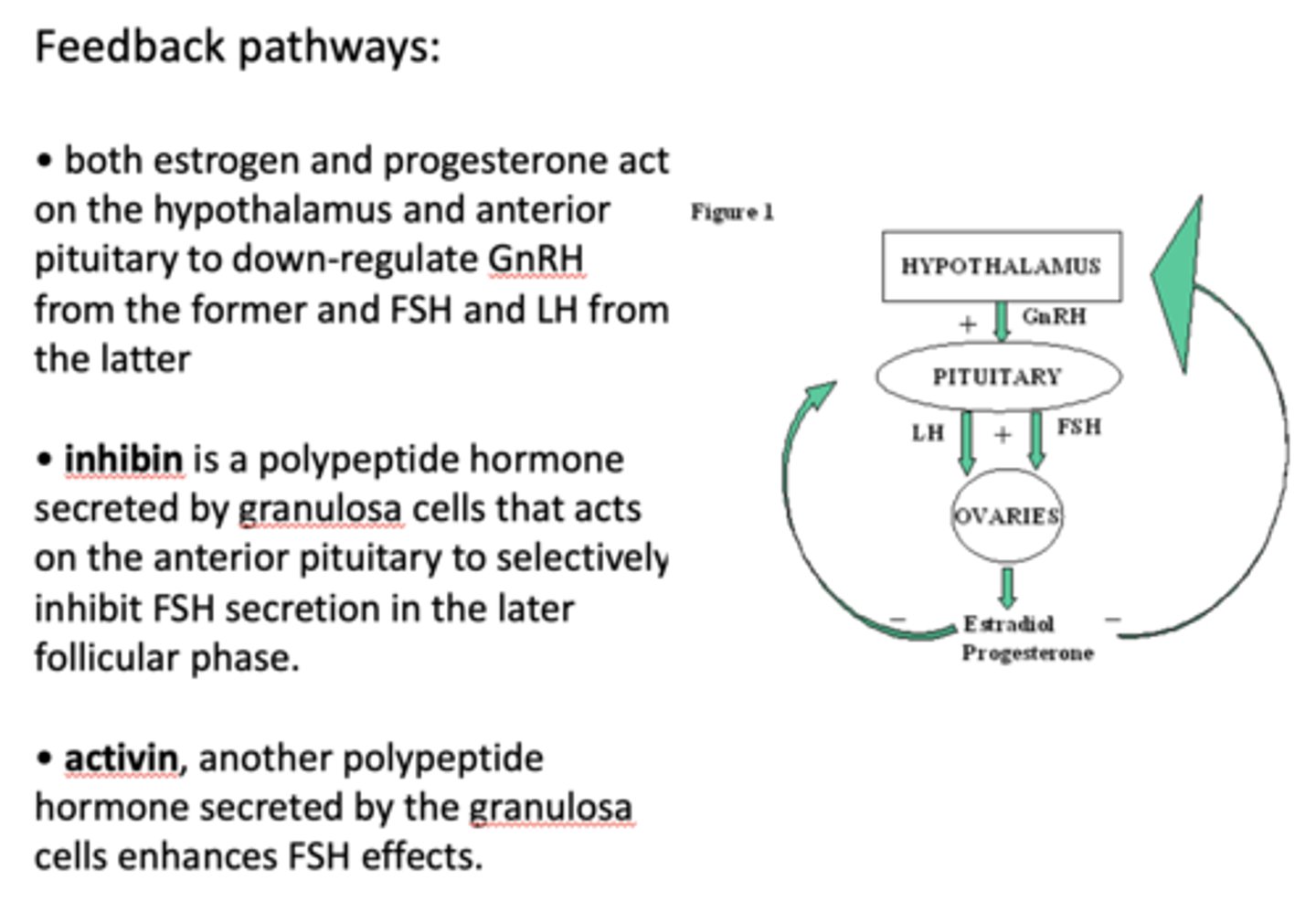 <p>activin</p>