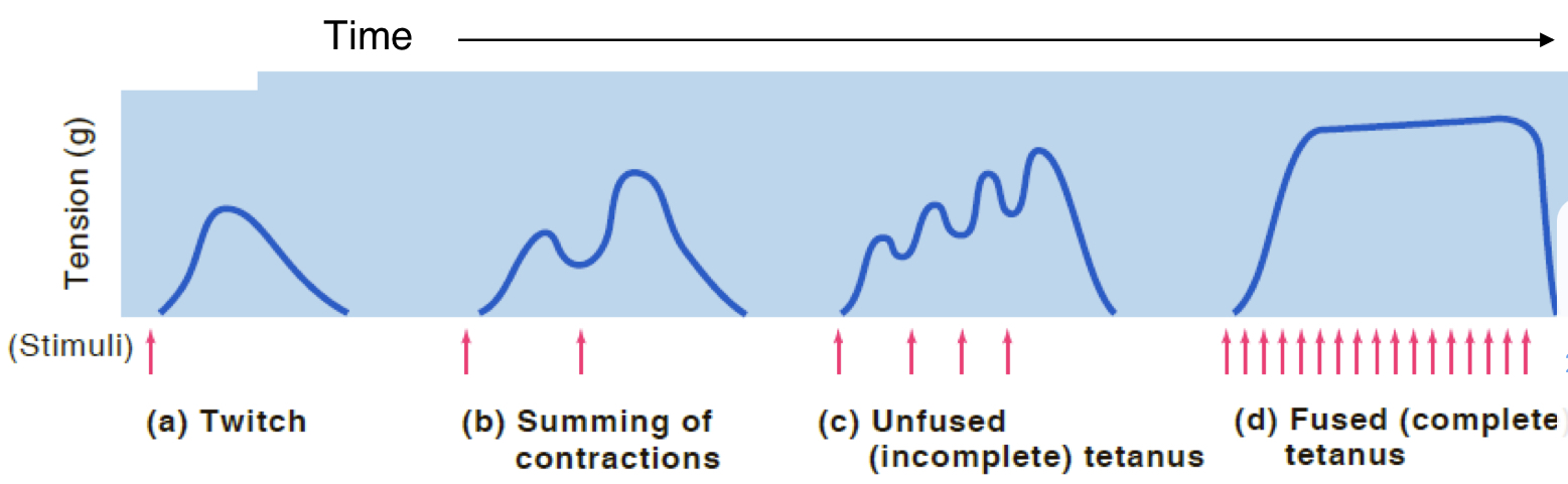 <ol><li><p>twitch: small, single stimulation</p></li><li><p>summation: twitch + twitch (before relaxation)</p></li><li><p>unfused (incomplete) tetanus: summation of many twitches</p></li><li><p>fused (complete) tetanus: stimulation with no relaxation- max amount of force your muscles can provide; all the muscle fibers are contracted to their full length (myosin and actin have slid their max)</p></li></ol>