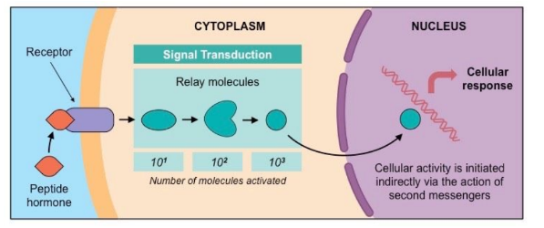 * Hydrophilic and lipophobic → cannot freely cross the plasma membrane so they bind to receptors on the surface of the cell 
* Receptor complex activates a series of intracellular molecules → called second messengers which initiate cell activity + enable amplification of initial signal (more molecules are activated) → leads to alteration of cell activity 
  * Peptide hormones include insulin, glucagon, leptin, ADH and oxytocin 